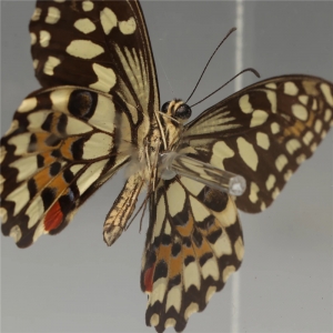 коробка дисплея ясной бабочки акриловая 