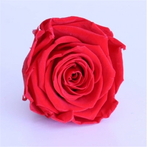  2021 Горячие мамы день подарки навсегда оценка вечная консервированная роза цветочные бутоны головы 