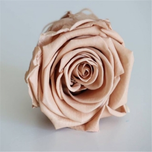 Консервированный цветок розовая голова